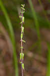 American lopseed